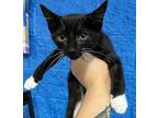 Ding Domestic Shorthair Kitten Female