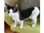 Tonks Domestic Shorthair Young Male