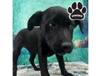 Storm Mixed Breed (Large) Puppy Female
