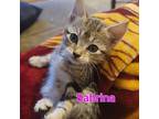 Sabrina Domestic Shorthair Kitten Female