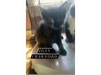 Joan Crawford Domestic Shorthair Kitten Female