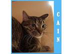 CAIN Domestic Shorthair Young Male
