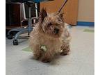 Warno Yorkie, Yorkshire Terrier Senior Male