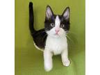 Chilli Domestic Shorthair Kitten Female