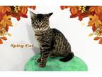 Spicy Cat Domestic Mediumhair Kitten Female