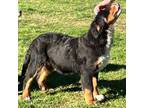 Bernese Mountain Dog Puppy for sale in Bellingham, WA, USA