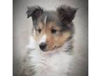 Shetland Sheepdog Puppy for sale in Riceville, TN, USA