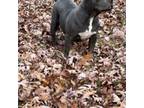 Glacey American Bully
