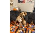 Adopt Mako a American Pit Bull Terrier / German Shepherd Dog dog in Bolivar