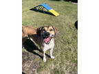 Adopt Hula a Tan/Yellow/Fawn Mixed Breed (Large) / Mixed dog in Manteo