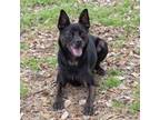 Adopt Jingle a Black Australian Kelpie / Miniature Pinscher / Mixed dog in