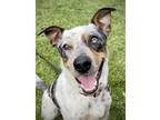 Adopt Wrangler a Tricolor (Tan/Brown & Black & White) Australian Cattle Dog /