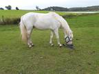 2 year old pure white colt