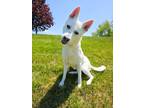 Adopt Nala a White Husky / Mixed dog in South Abington Township, PA (37378272)