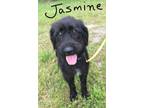 Adopt Jasmine a Black Labrador Retriever / Schnauzer (Standard) / Mixed dog in