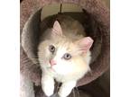 Adopt Flash a White (Mostly) Maine Coon (long coat) cat in Mobile, AL (34611180)