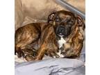 Adopt Tiny a Brindle - with White Terrier (Unknown Type, Medium) / Boxer / Mixed