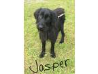 Adopt Jasper a Black Labrador Retriever / Schnauzer (Giant) / Mixed dog in