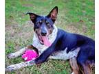 Adopt Henry a Black Australian Cattle Dog / Mixed dog in Tyler, TX (37478056)