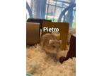 Adopt Pietro a Tan or Beige Hamster small animal in Tucson, AZ (37488693)