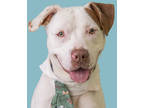 Adopt JoJo a White Mixed Breed (Large) / Mixed dog in New Smyrna Beach