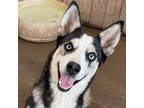 Adopt Haku JuM* a Black Alaskan Malamute / Husky / Mixed dog in Rosemont