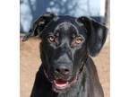 Adopt Coal a Black Great Dane / Mixed dog in Boise, ID (37408492)