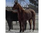 Adopt Ben (Old Red) a Quarterhorse / Mixed horse in Las Vegas, NV (37421325)