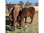 Adopt Jerry - Smart Stylin Dual a Quarterhorse / Mixed horse in Las Vegas