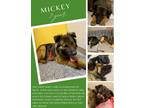 Adopt Mickey a Black - with Brown, Red, Golden, Orange or Chestnut Collie /