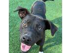 Adopt Magoo a Black Labrador Retriever / Mixed dog in Mission Hills