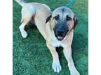 Adopt Finn a Black - with Tan, Yellow or Fawn Anatolian Shepherd / Mixed dog in