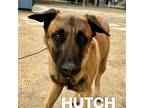 Adopt Hutch a Black - with Tan, Yellow or Fawn Belgian Malinois / Mixed dog in