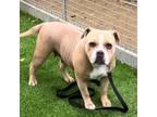 Adopt Bubblicious a Tan/Yellow/Fawn American Pit Bull Terrier / Mixed dog in