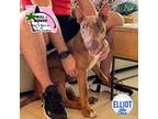 Adopt Elliot a Brown/Chocolate Bull Terrier / Mixed dog in Orlando