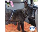 Adopt Nitro a Brindle Bull Terrier / Mixed dog in Orlando, FL (37237203)