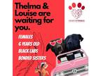 Adopt THELMA a Black Labrador Retriever / Labrador Retriever / Mixed dog in El