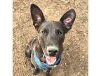 Adopt Ogle a Black - with Gray or Silver German Shepherd Dog / Pit Bull Terrier