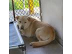 Adopt Federico a Tan/Yellow/Fawn Chow Chow / Labrador Retriever / Mixed dog in