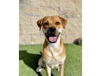 Adopt Ellie a Tan/Yellow/Fawn Labrador Retriever / Mixed dog in Independence