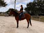 Still available the most level headed gelding