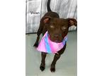 Adopt Vivian a Brown/Chocolate Mixed Breed (Medium) / Mixed dog in Savannah