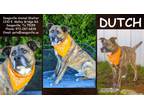Adopt Dutch a Brindle Dutch Shepherd / Mixed dog in SEAGOVILLE, TX (37458095)