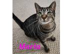 Adopt Maria a Tiger Striped Domestic Shorthair (short coat) cat in schenectady