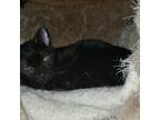 Adopt Solomon/Burke 43 a All Black Domestic Shorthair / Mixed cat in Inwood