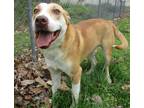 Adopt Milo a Tan/Yellow/Fawn - with White Staffordshire Bull Terrier / Mixed dog