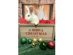 Adopt Finn a White Florida White / Mixed (short coat) rabbit in Edina