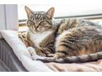 Adopt Priss a Domestic Shorthair / Mixed (short coat) cat in Hartville