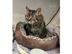 Adopt Mandy a Domestic Shorthair / Mixed (short coat) cat in Hartville