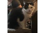 Adopt Mae a Domestic Mediumhair / Mixed (short coat) cat in Bloomington